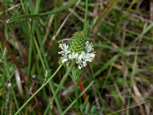 {Dalea albida}